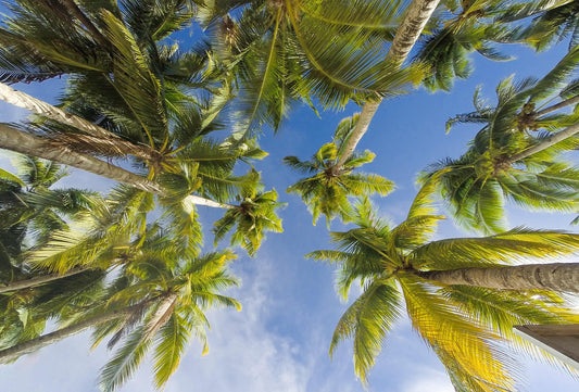 Virgin Coconut Oil in Ayurveda: Timeless Skin Remedy